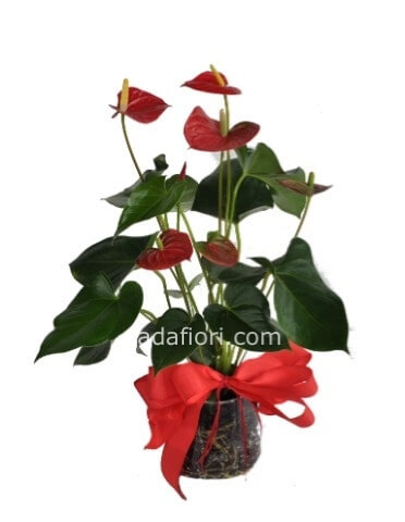 Pianta Anthurium