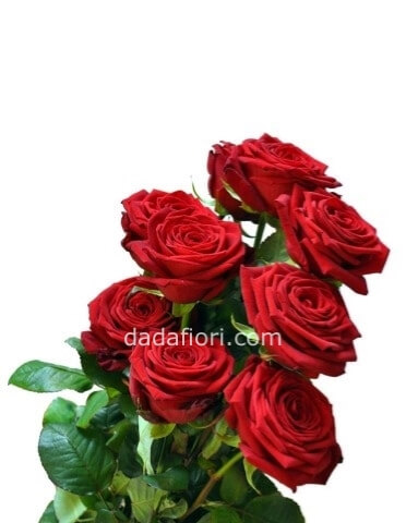 Rose rosse a stelo super 60cm
