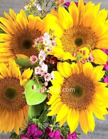 Girasoli