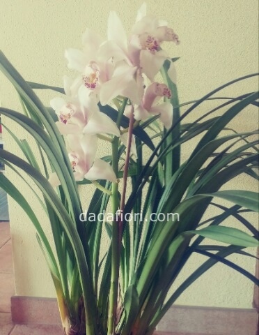 Pianta orchidea Cymbidium 4 ramI