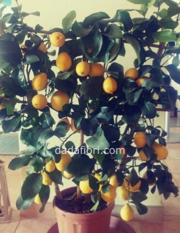 Piqnta di Limone EXTRA