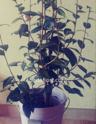 Pianta di camelia
