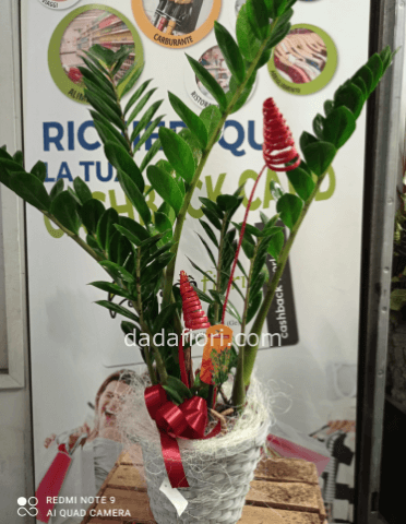 Pianta zamioculcas in cesto