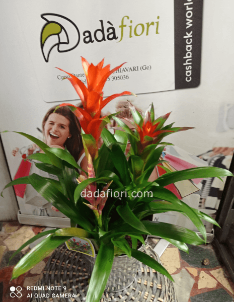 Composizione piante bromelie