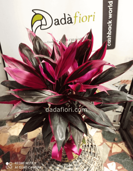 Pianta dracena maranta