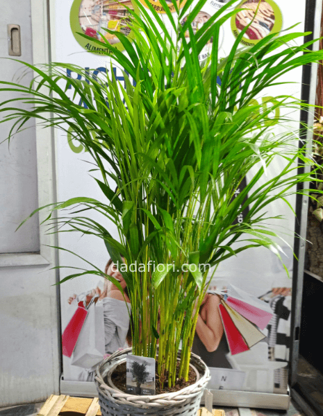 Pianta Kentia areca