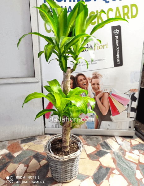 Tronchetto della felicità in cesto