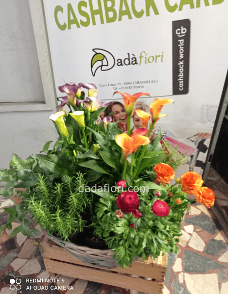 Cesto EXTRA piante fiorite