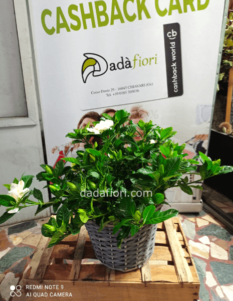 Pianta Gardenia