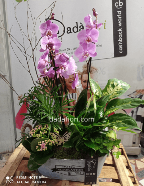 Composizione piante mix con orchidee