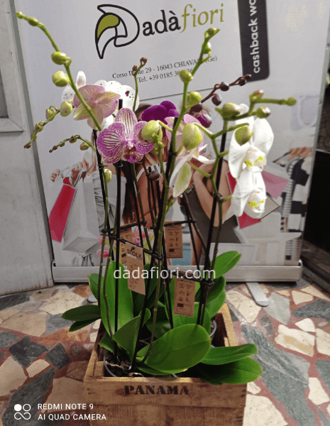 Composizione 4 piante orchidea phaelonopsis in cesto