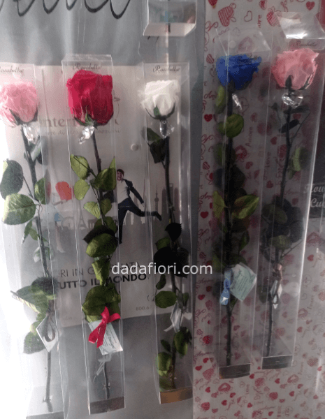 Rosa stabilizzata gambo